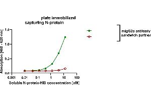 Sandwich ELISA assay with nucleocapsid protein of SARS-CoV-2 (N-protein). (Recombinant SARS-CoV-2 Nucleocapsid anticorps  (Whole Molecule))