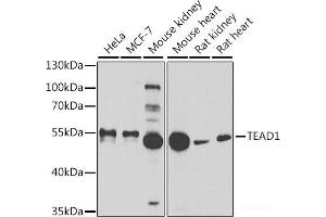 Western blot analysis of extracts of various cell lines using TEAD1 Polyclonal Antibody at dilution of 1:1000. (TEAD1 anticorps)