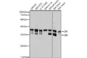 Western blot analysis of extracts of various cell lines, using QKI antibody (ABIN7269699) at 1:1000 dilution. (QKI anticorps)