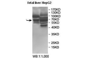 Western blot analysis of fetal liver and HepG2 cell lysate, using BTNL2 antibody. (BTNL2 anticorps)