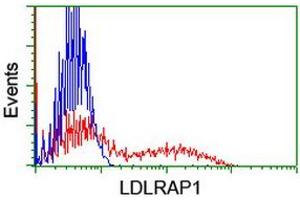 HEK293T cells transfected with either RC206643 overexpress plasmid (Red) or empty vector control plasmid (Blue) were immunostained by anti-LDLRAP1 antibody (ABIN2455236), and then analyzed by flow cytometry. (LDLRAP1 anticorps)