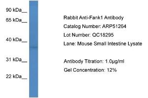 WB Suggested Anti-Fank1  Antibody Titration: 0. (FANK1 anticorps  (Middle Region))