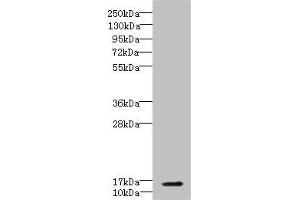Western blot All lanes: CBY1 antibody IgG at 5. (CBY1/PGEA1 anticorps  (AA 1-126))