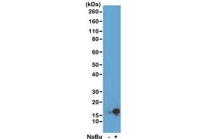 Western blot of acid extracts from HeLa cells untreated (-) or treated (+) with sodium butyrate using recombinant H3K9ac antibody at 0. (Recombinant Histone 3 anticorps  (acLys9))