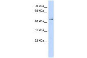 Image no. 1 for anti-Zinc Finger Protein 391 (ZNF391) (AA 215-264) antibody (ABIN6740304) (ZNF391 anticorps  (AA 215-264))