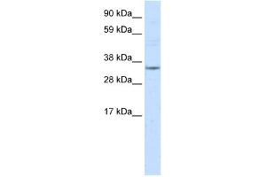 WB Suggested Anti-NR1I3 Antibody Titration:  2. (NR1I3 anticorps  (Middle Region))