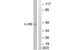 Western blot analysis of extracts from Raw264. (CSF2RB2 anticorps  (AA 559-608))