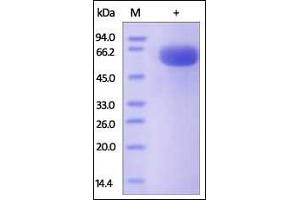 Human CD200, Fc Tag on SDS-PAGE under reducing (R) condition. (CD200 Protein (CD200) (AA 31-232) (Fc Tag))