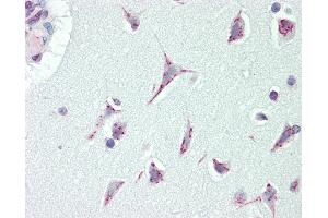 Anti-CASC4 antibody IHC staining of human brain, cortex.