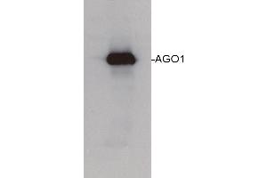 Image no. 1 for anti-Eukaryotic Translation Initiation Factor 2C, 1 (EIF2C1) (N-Term) antibody (ABIN488536) (AGO1 anticorps  (N-Term))