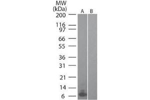 Western Blot of Mouse MIP 3α (RAT) antibody Lane 1: mouse recombinant MIP-3a Lane 2: human recombinant MIP-3a Primary antibody: MIP 3α antibody at 0. (CCL20 anticorps)
