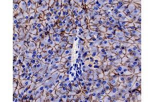 Immunohistochemistry analysis of paraffin-embedded rat pancreas using E-Cadherin Monoclonal Antibody at dilution of 1:300.