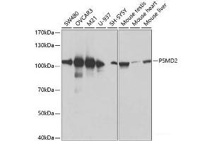 Western blot analysis of extracts of various cell lines using PSMD2 Polyclonal Antibody at dilution of 1:600. (PSMD2 anticorps)