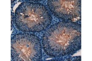 IHC-P analysis of testis tissue, with DAB staining. (JAG2 anticorps  (AA 709-941))