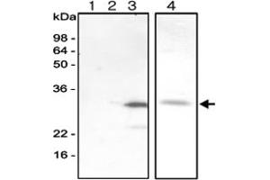 Western blot analysis of recombinant human AK isozymes. (Adenylate Kinase 3 anticorps)
