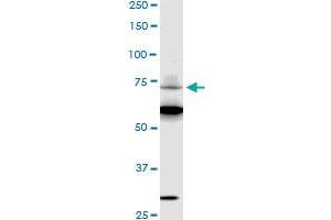 SREBF1 monoclonal antibody (M01), clone 4B10 Western Blot analysis of SREBF1 expression in HepG2 .