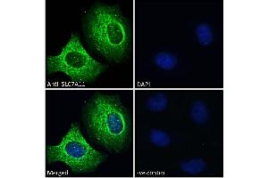ABIN190899 Immunofluorescence analysis of paraformaldehyde fixed A549 cells,permeabilized with 0.