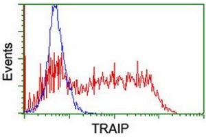 Image no. 2 for anti-TRAF Interacting Protein (TRAIP) (AA 67-313) antibody (ABIN1491634) (TRAIP anticorps  (AA 67-313))