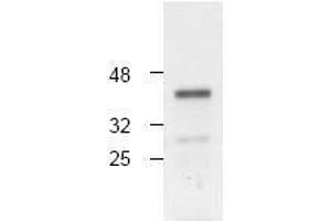 Image no. 1 for anti-Caspase 4, Apoptosis-Related Cysteine Peptidase (CASP4) antibody (ABIN126973) (Caspase 4 anticorps)
