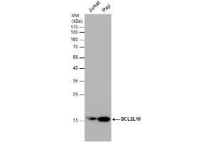 WB Image Various whole cell extracts (30 μg) were separated by 12% SDS-PAGE, and the membrane was blotted with BCL2L10 antibody [N2C2], Internal , diluted at 1:1000. (BCL2L10 anticorps)