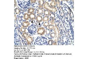 Human kidney (DREAM anticorps  (N-Term))