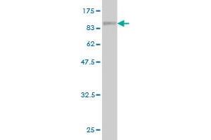 Western Blot detection against Immunogen (88.