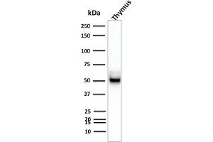 Western Blot Analysis of Human Thymus tissue lysate using Cytokeratin 15 Mouse Monoclonal Antibody (KRT15/2957) (KRT15 anticorps)