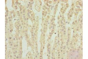 Immunohistochemistry of paraffin-embedded human adrenal gland tissue using ABIN7151467 at dilution of 1:100 (TPRKB anticorps  (AA 1-175))