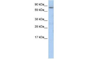 WB Suggested Anti-CEBPZ Antibody Titration:  1.