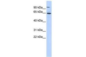 Image no. 1 for anti-Forkhead Box J3 (FOXJ3) (C-Term) antibody (ABIN6742827) (FOXJ3 anticorps  (C-Term))