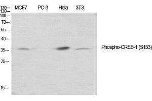Western Blot (WB) analysis of specific cells using Phospho-CREB-1 (S133) Polyclonal Antibody. (CREB1 anticorps  (pSer133))