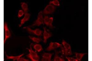 ABIN6276270 staining Hela by IF/ICC. (OR8D1 anticorps  (C-Term))