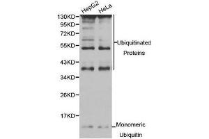Western Blotting (WB) image for anti-Ubiquitin C (UBC) (AA 1-100) antibody (ABIN6220159) (UBC anticorps  (AA 1-100))
