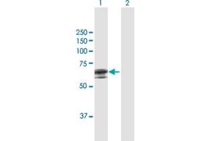 Western Blot analysis of APCDD1 expression in transfected 293T cell line by APCDD1 MaxPab polyclonal antibody. (APCDD1 anticorps  (AA 1-514))