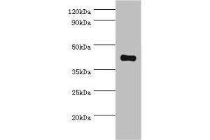 Western blot All lanes: Somatostatin receptor type 4 antibody at 8 μg/mL + HepG2 whole cell lysate Secondary Goat polyclonal to rabbit IgG at 1/10000 dilution Predicted band size: 42 kDa Observed band size: 42 kDa (SSTR4 anticorps  (AA 314-388))