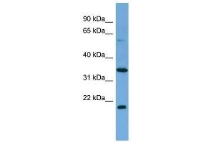 MIER2 antibody used at 0. (MIER2 anticorps  (Middle Region))