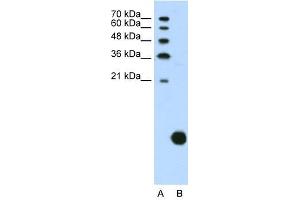 RPS29 antibody used at 1. (RPS29 anticorps  (N-Term))