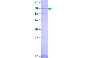 Image no. 1 for GA Binding Protein Transcription Factor, alpha Subunit 60kDa (GABPA) (AA 1-454) protein (GST tag) (ABIN1354635)