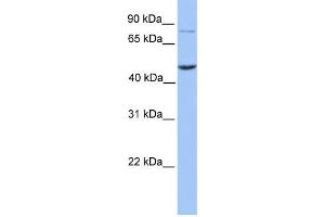 WB Suggested Anti-ZBTB6 Antibody Titration:  0.