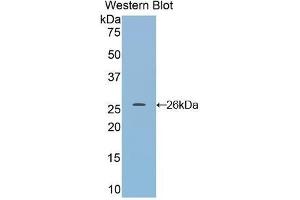 Western Blotting (WB) image for anti-Dimethylarginine Dimethylaminohydrolase 1 (DDAH1) (AA 20-215) antibody (ABIN1858614) (DDAH1 anticorps  (AA 20-215))