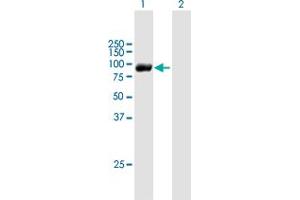 Western Blot analysis of RBM35B expression in transfected 293T cell line by RBM35B MaxPab polyclonal antibody. (ESRP2 anticorps  (AA 1-717))