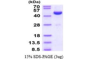 SDS-PAGE (SDS) image for Adenosine Kinase (ADK) (AA 22-362) (Active) protein (His tag) (ABIN6388145)
