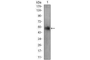 Western blot analysis using PLIN2 mouse mAb against HepG2 cell lysate.