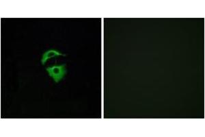 Immunofluorescence (IF) image for anti-Olfactory Receptor, Family 2, Subfamily D, Member 2 (OR2D2) (AA 231-280) antibody (ABIN2890979) (Olfactory Receptor, Family 2, Subfamily D, Member 2 (OR2D2) (AA 231-280) anticorps)