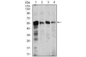 Image no. 4 for anti-Calcium/calmodulin-Dependent Protein Kinase IV (CAMK4) antibody (ABIN1491438) (CAMK4 anticorps)
