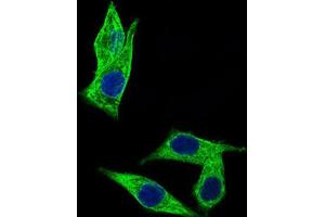 Immunocytochemistry (ICC) image for anti-Chromosome 17 Open Reading Frame 53 (C17ORF53) (AA 282-527) antibody (ABIN1842990) (C17orf53 anticorps  (AA 282-527))