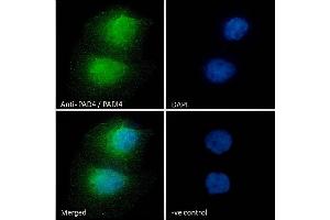 (ABIN185308) Immunofluorescence analysis of paraformaldehyde fixed HeLa cells, permeabilized with 0.