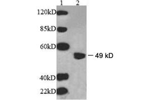 Western Blotting (WB) image for anti-UDP-Gal:betaGlcNAc beta 1,3-Galactosyltransferase, Polypeptide 2 (B3GALT2) antibody (ABIN244874) (B3GALT2 anticorps)