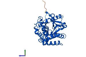 AlphaFold protein structure predicition of Human Recombinant SULT1A1 Protein, UniprotID P50225
