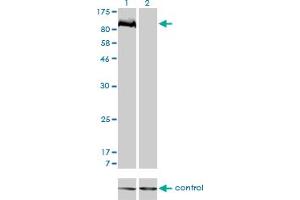 Western blot analysis of PTPN22 over-expressed 293 cell line, cotransfected with PTPN22 Validated Chimera RNAi (Lane 2) or non-transfected control (Lane 1).